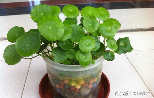 大水澆灌也不怕的綠色植物，做好五點，葉色油綠發亮——圓顆粒鉀肥助力